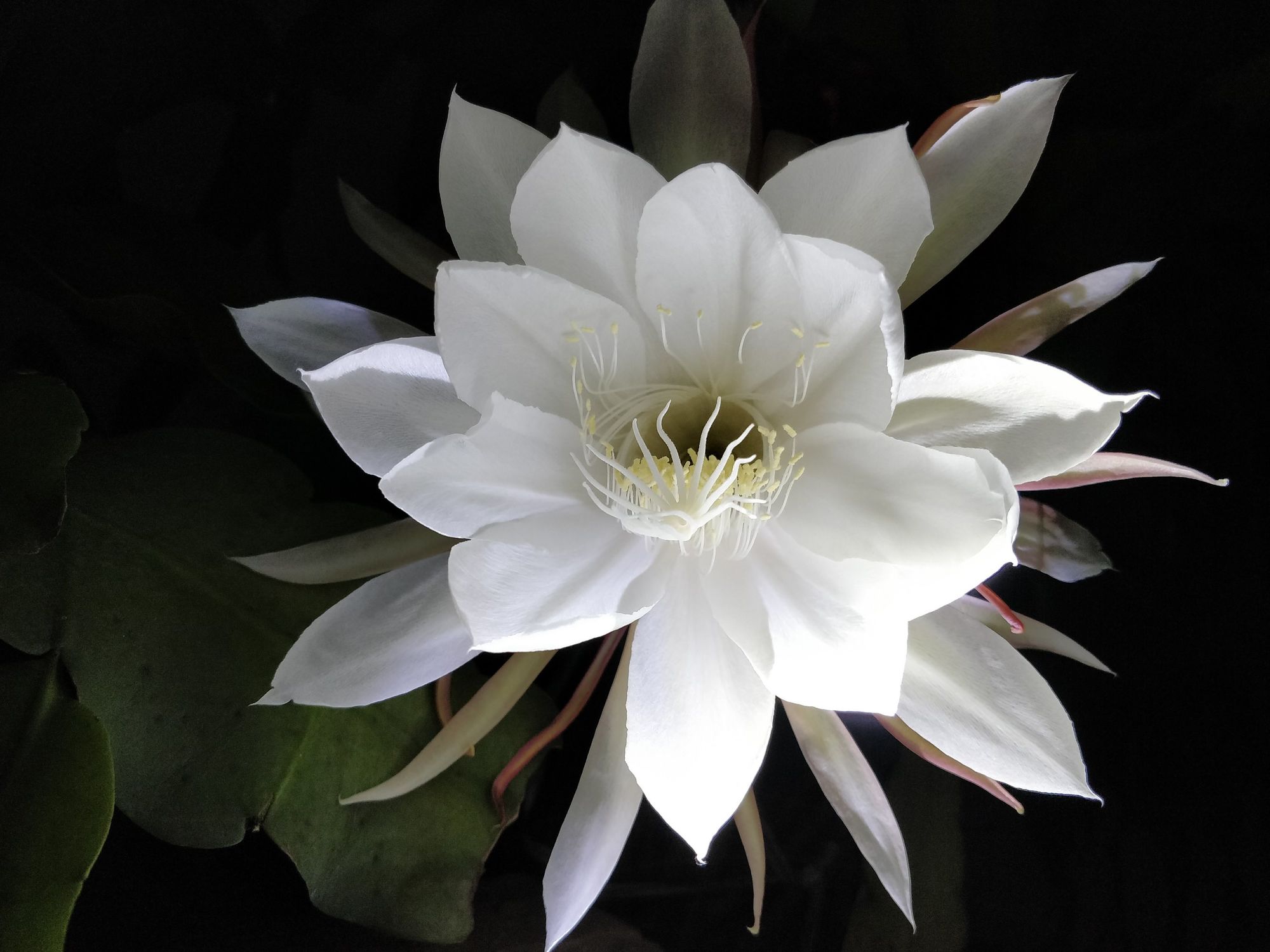 关 于 昙 花