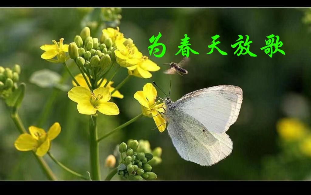 为春天放歌