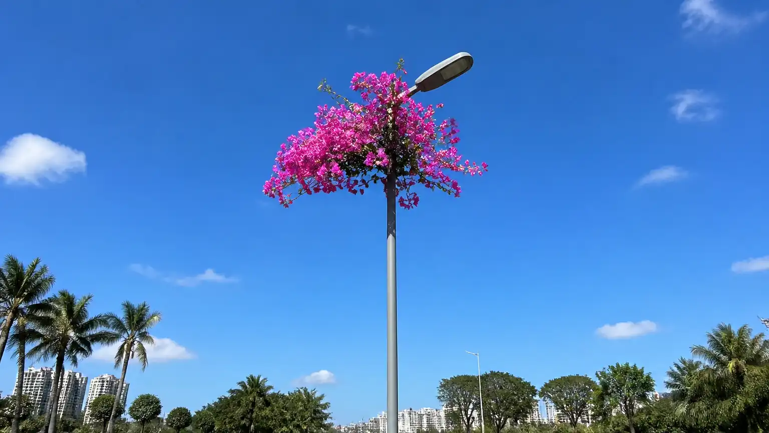灯杆顶端绽放的三角梅